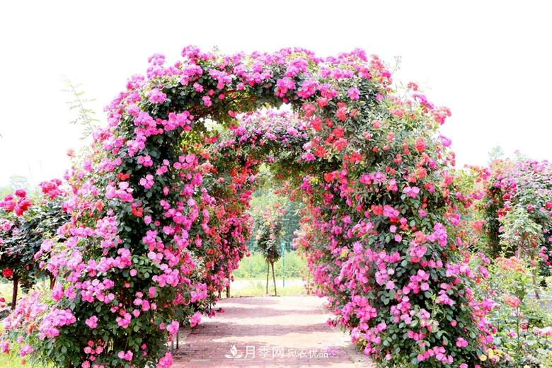 拱門造型月季浪漫穿行，花開花落歲月靜好(圖1)