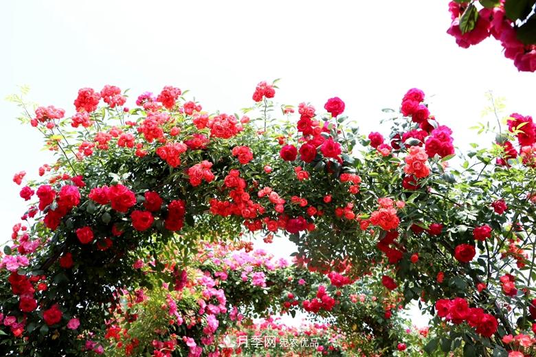 拱門造型月季浪漫穿行，花開花落歲月靜好(圖4)