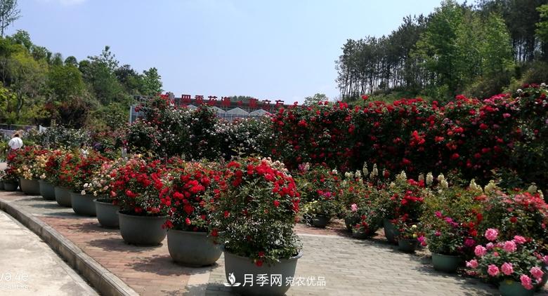 拱門造型月季浪漫穿行，花開花落歲月靜好(圖6)