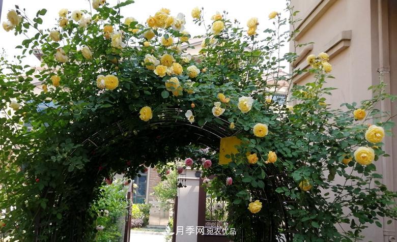 拱門造型月季浪漫穿行，花開花落歲月靜好(圖7)