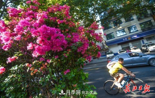 湖北武漢百萬株月季“理發(fā)”，國(guó)慶節(jié)前將綻放街頭(圖6)