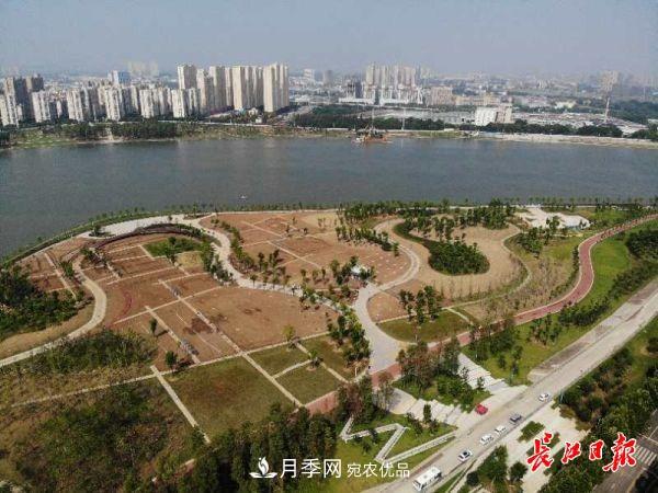 湖北武漢百萬株月季“理發(fā)”，國(guó)慶節(jié)前將綻放街頭(圖5)