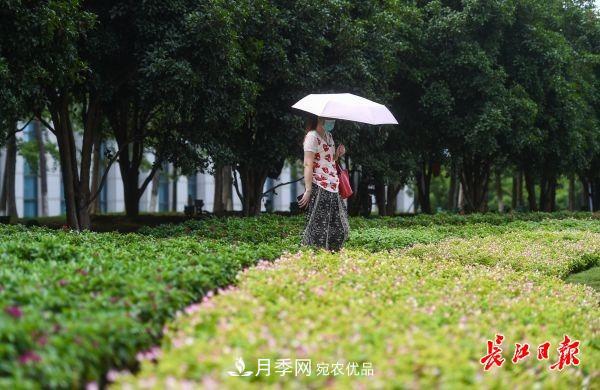 湖北武漢百萬株月季“理發(fā)”，國(guó)慶節(jié)前將綻放街頭(圖7)