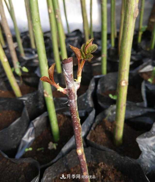 一個(gè)小技巧，月季變花月季樹(shù)！花苞滿(mǎn)樹(shù)冠，大花300天(圖3)