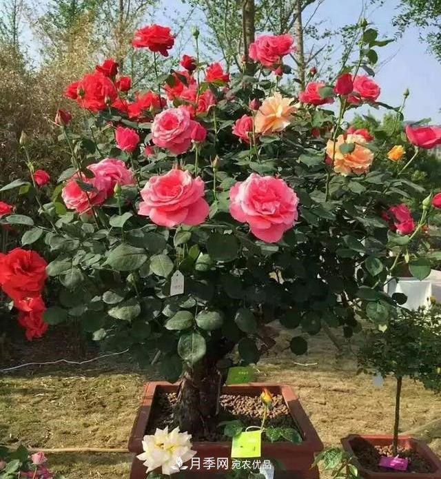 一個(gè)小技巧，月季變花月季樹(shù)！花苞滿(mǎn)樹(shù)冠，大花300天(圖2)