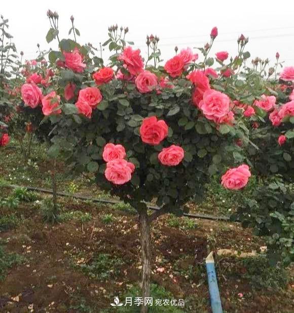 一個(gè)小技巧，月季變花月季樹(shù)！花苞滿(mǎn)樹(shù)冠，大花300天(圖4)