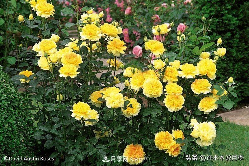哪些月季更好更值得種植？擦亮眼睛全面分析月季優(yōu)缺點(圖1)