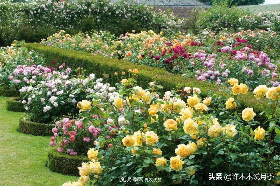 哪些月季更好更值得種植？擦亮眼睛全面分析月季優(yōu)缺點(圖3)