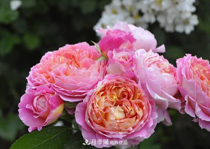 會(huì)變色的花！莫奈月季變化多，能耐高溫很好養(yǎng)(圖1)