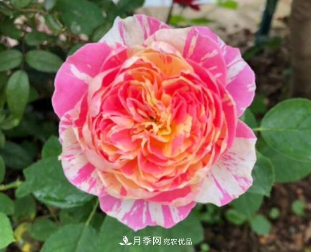 會(huì)變色的花！莫奈月季變化多，能耐高溫很好養(yǎng)(圖2)