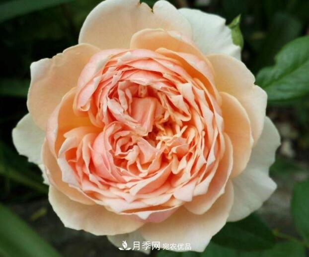 會(huì)變色的花！莫奈月季變化多，能耐高溫很好養(yǎng)(圖3)
