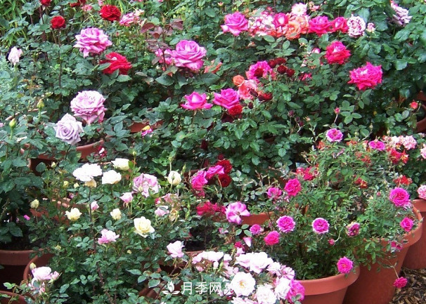 月季、三角梅、桂花、天竺葵，***適合秋天盆栽的花卉(圖1)