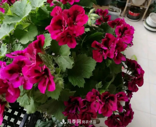 月季、三角梅、桂花、天竺葵，***適合秋天盆栽的花卉(圖5)