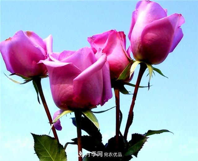 大花紫皇后月季，沉靜高貴成熟魅力，值得擁有(圖3)