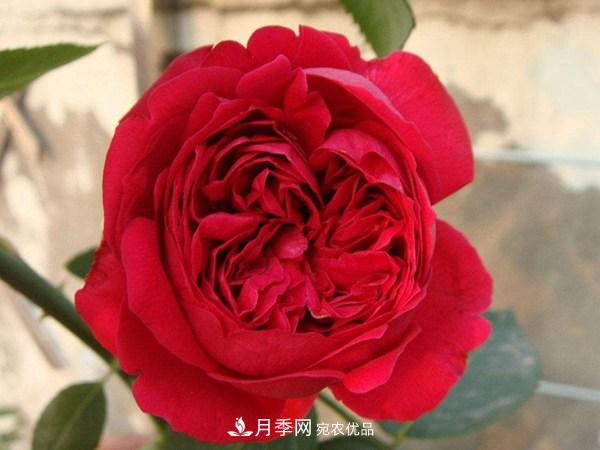 花期長(zhǎng)的藤本月季有哪些品種？(圖1)