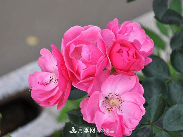 花期長(zhǎng)的藤本月季有哪些品種？(圖2)