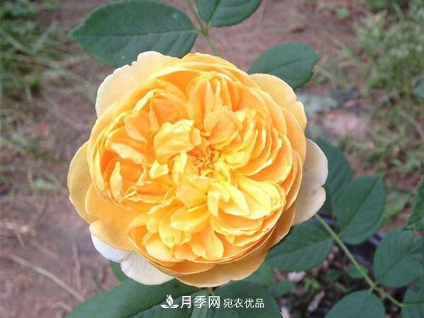 花期長(zhǎng)的藤本月季有哪些品種？(圖4)