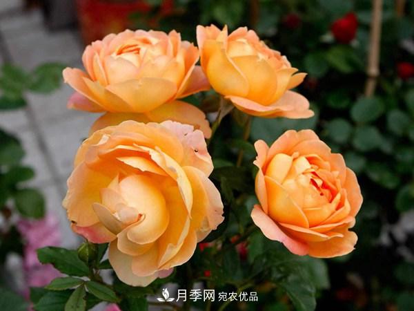 花期長(zhǎng)的藤本月季有哪些品種？(圖5)