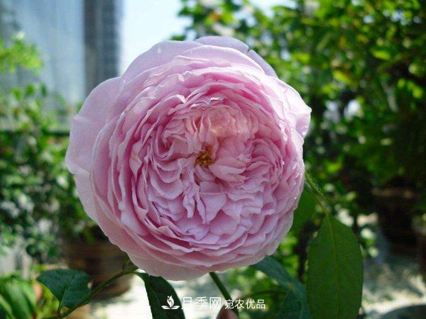 花期長(zhǎng)的藤本月季有哪些品種？(圖8)