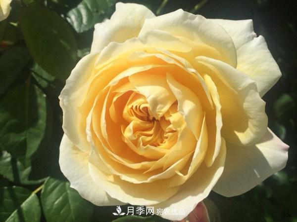 花期長(zhǎng)的藤本月季有哪些品種？(圖9)