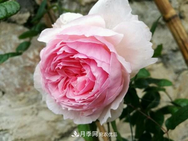 花期長(zhǎng)的藤本月季有哪些品種？(圖10)