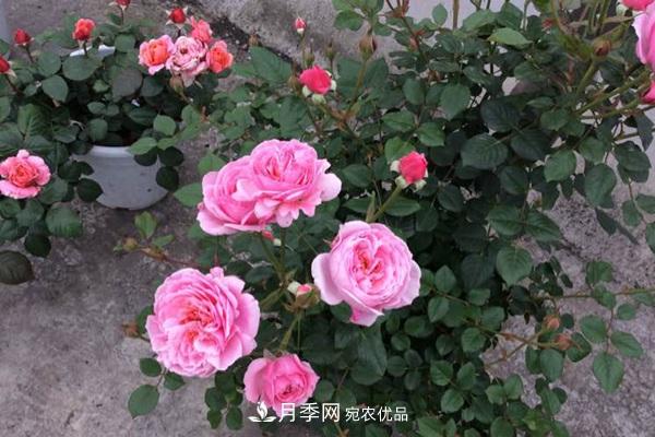10個熱門的微型月季品種推薦(圖2)