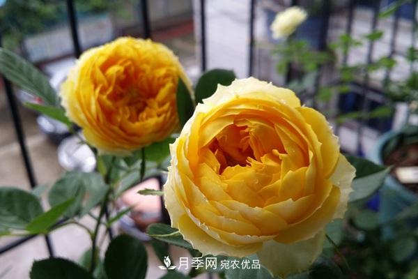 10個熱門的微型月季品種推薦(圖4)