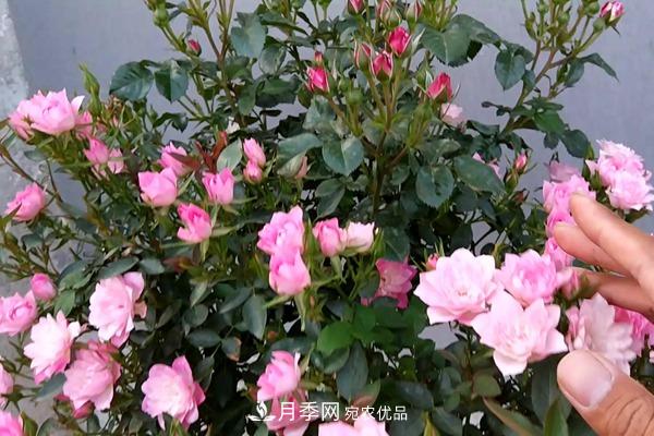 10個熱門的微型月季品種推薦(圖7)