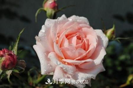 月季花夏天水分蒸發(fā)較，多少天澆次水？(圖3)