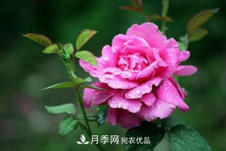 月季花夏天水分蒸發(fā)較，多少天澆次水？(圖2)