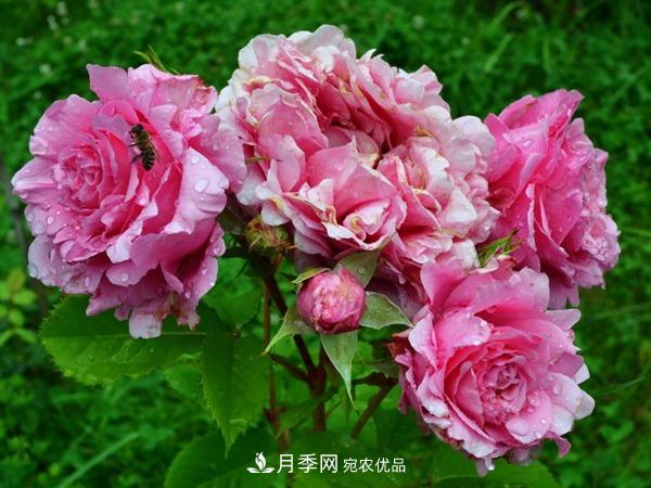 藤本月季之歡迎月季的優(yōu)缺點(diǎn)是什么？(圖2)