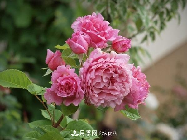 藤本月季之歡迎月季的優(yōu)缺點(diǎn)是什么？(圖3)