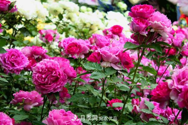 什么是豐花月季，它有什么特點(diǎn)？(圖1)