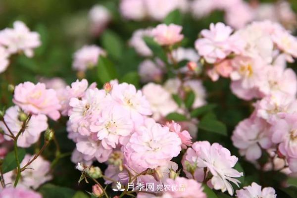 什么是豐花月季，它有什么特點(diǎn)？(圖2)