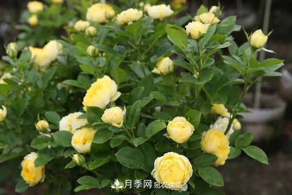 什么是豐花月季，它有什么特點(diǎn)？(圖3)