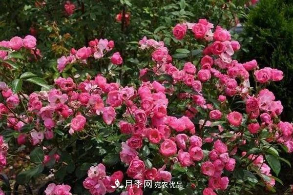 什么是豐花月季，它有什么特點(diǎn)？(圖4)