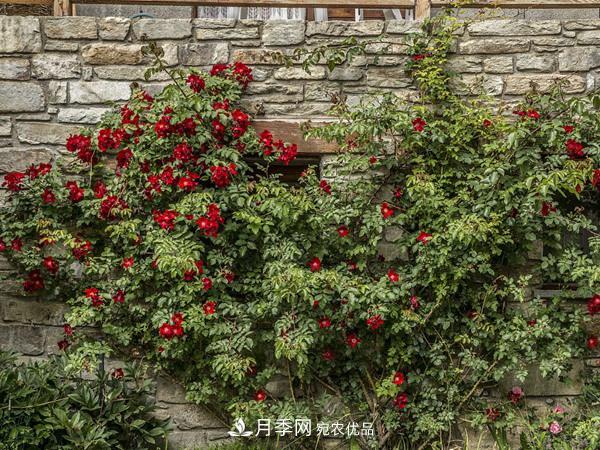 藤本月季入冬前的養(yǎng)護(hù)要點(圖1)