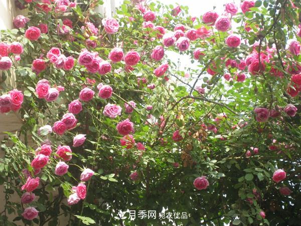 藤本月季入冬前的養(yǎng)護(hù)要點(圖2)