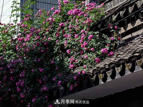 藤本月季入冬前的養(yǎng)護(hù)要點(圖3)