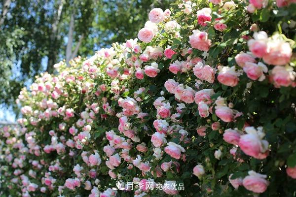 西北東北寒冷地區(qū)能種植藤本月季嗎？(圖1)