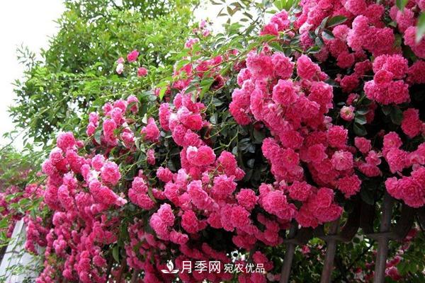西北東北寒冷地區(qū)能種植藤本月季嗎？(圖2)