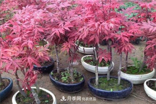 秋天到了，紅楓盆景需做好3個要點，葉子鮮紅似火(圖1)