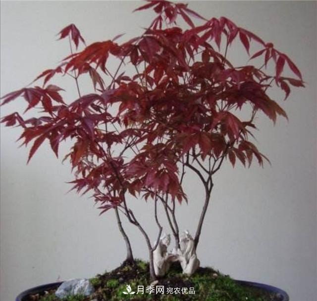秋天到了，紅楓盆景需做好3個要點，葉子鮮紅似火(圖3)