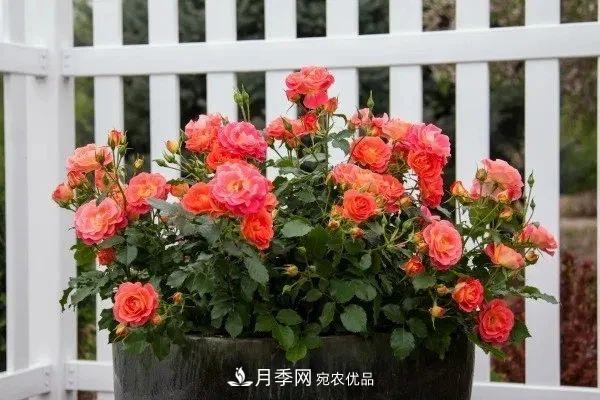 月季花夏季的修剪、施肥和防治病蟲害攻略，遠(yuǎn)離紅蜘蛛黑斑病(圖1)