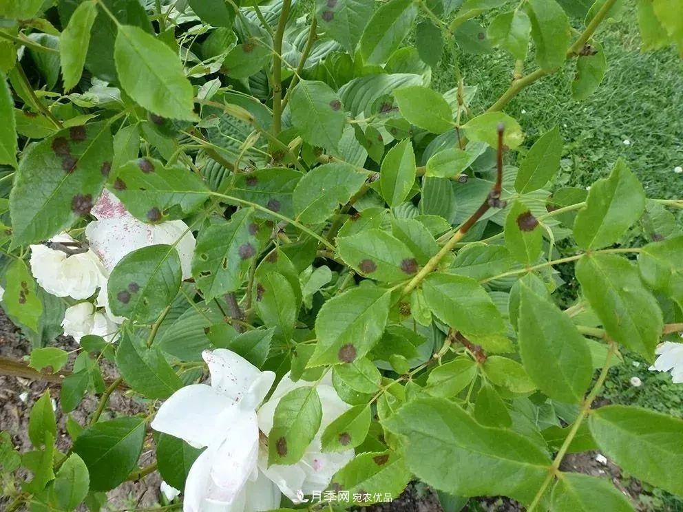 月季花夏季的修剪、施肥和防治病蟲害攻略，遠(yuǎn)離紅蜘蛛黑斑病(圖5)