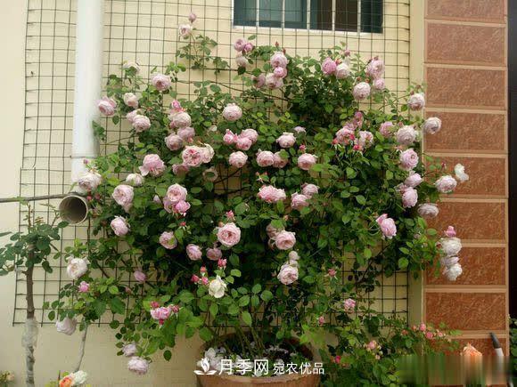 冬天養(yǎng)月季，開花很簡(jiǎn)單，滿足“2個(gè)要求”，家住東北也能開(圖1)