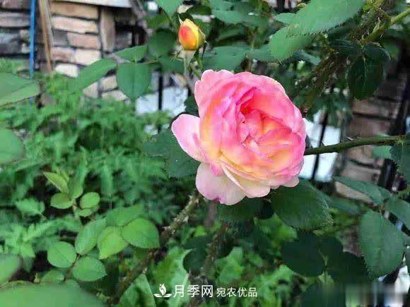 冬天養(yǎng)月季，開花很簡(jiǎn)單，滿足“2個(gè)要求”，家住東北也能開(圖2)