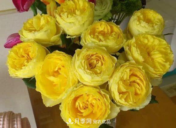 冬天養(yǎng)月季，開花很簡(jiǎn)單，滿足“2個(gè)要求”，家住東北也能開(圖8)