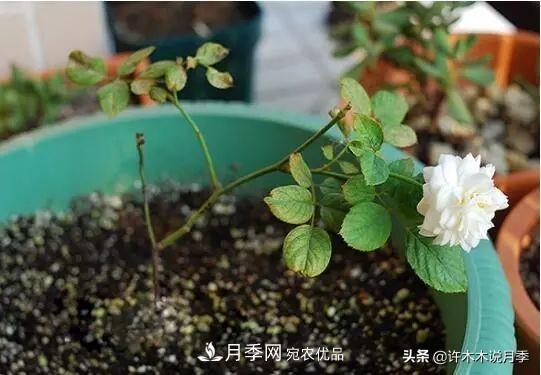 月季打頂是什么意思？教你正確打頂，苗更壯長(zhǎng)更快花更多(圖3)