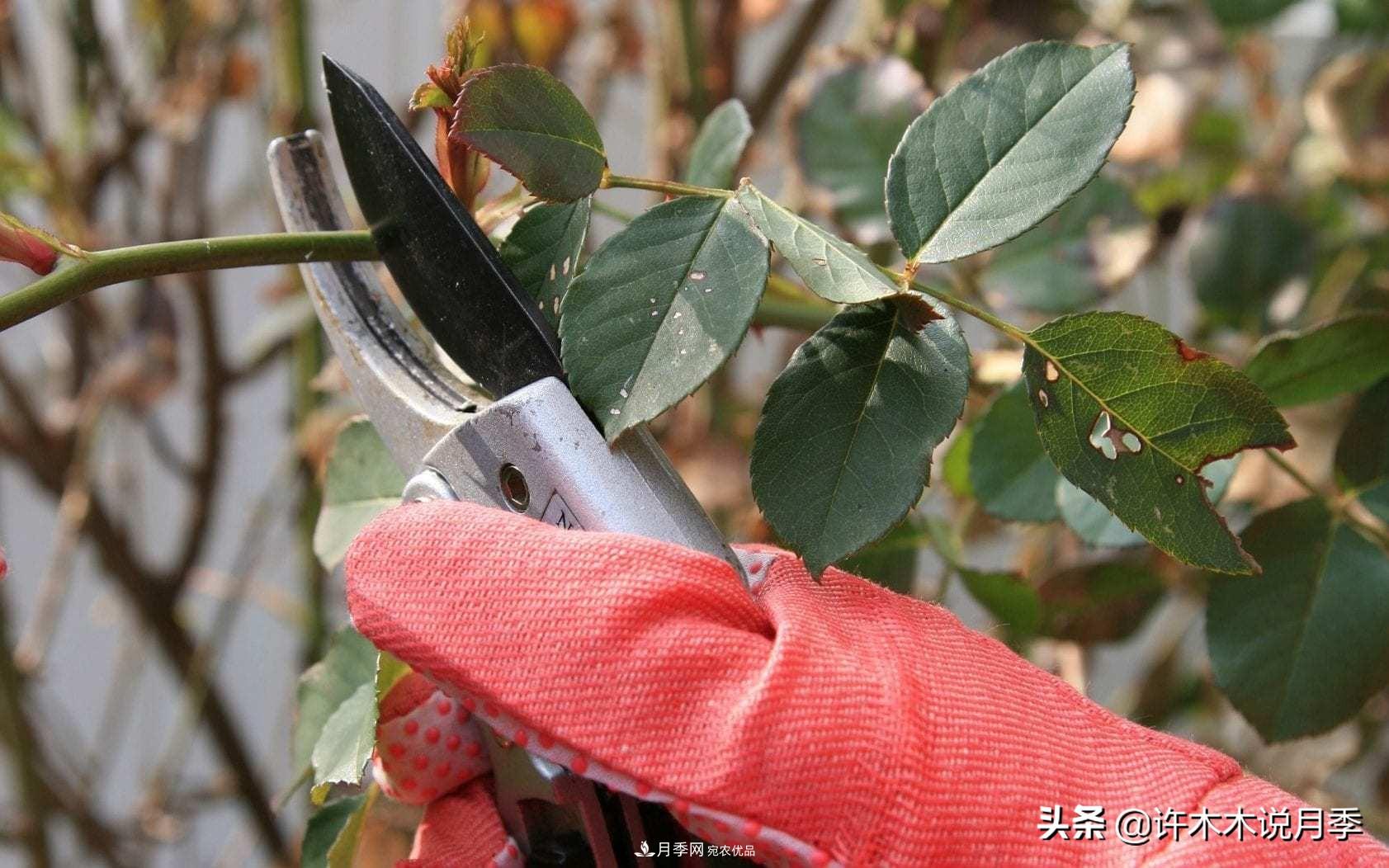 月季打頂是什么意思？教你正確打頂，苗更壯長(zhǎng)更快花更多(圖2)